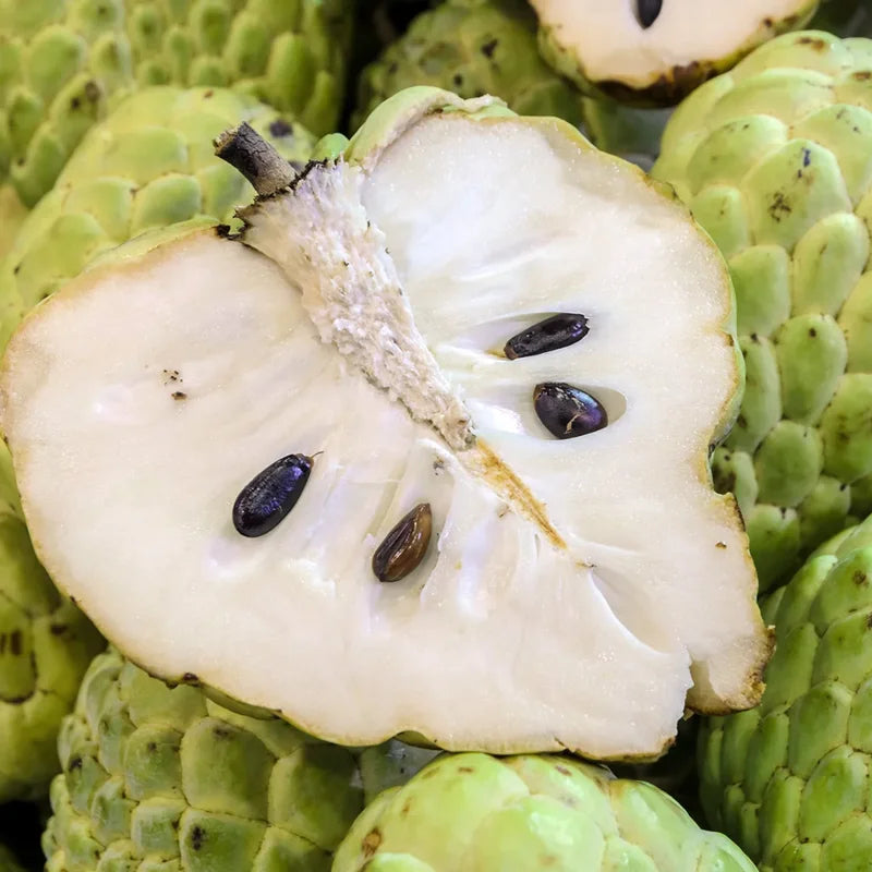 Cherimoya Tree Live Plant - 8-10 Inch - Half Gallon Pot - Tropical Fruit