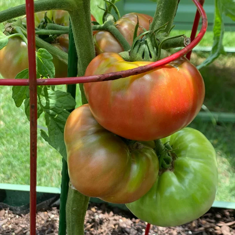 Cherokee Purple Tomato Plant - 2.5 Inch Pot - Live Vegetable Plant