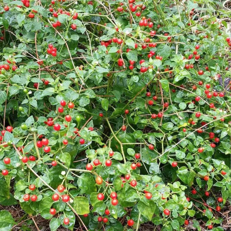 Chiltepin Pepper Live Plants - Set of 2 Hot Chile Tepin Plants - 7-9 Inch Tall