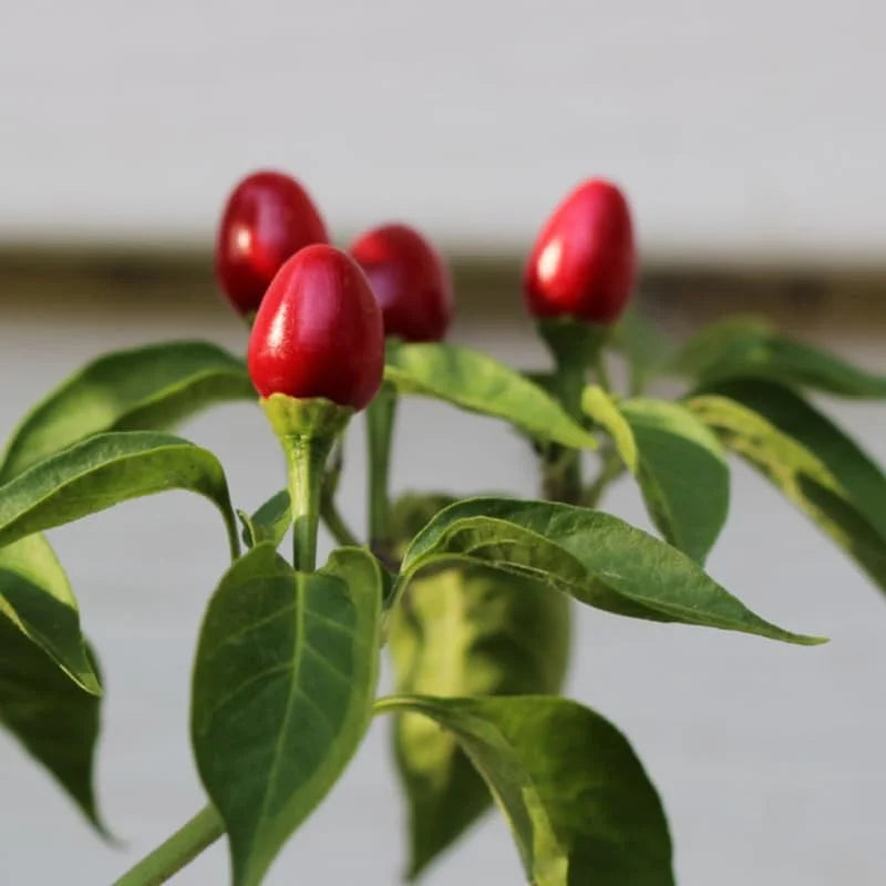 Hot Chiltepin Pepper Plant Live - 100 Days Old Tepin Chili Pepper Plants for Planting