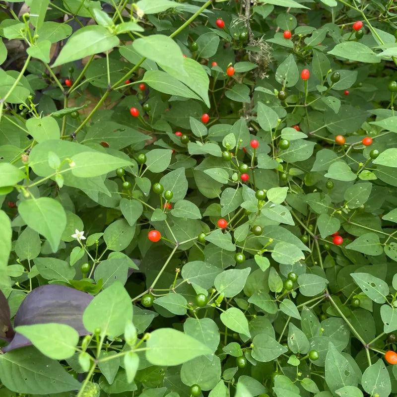 Chiltepin Tepin Pepper Plant - 2.5 Inch Pot - Vegetable Plant