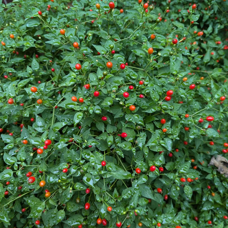 Chiltepin Tepin Pepper Plant - 2.5 Inch Pot - Vegetable Plant