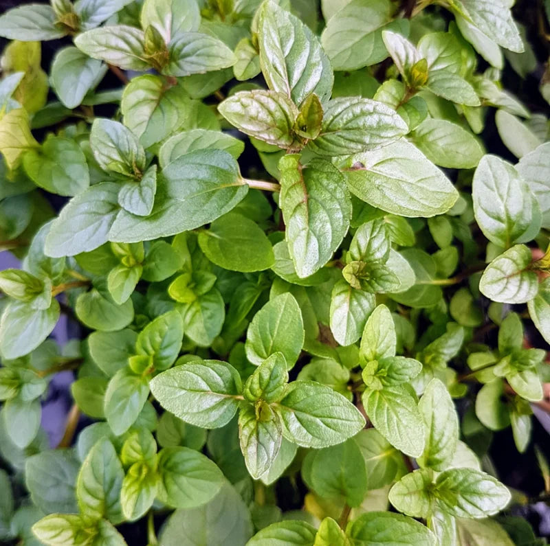 Chocolate Mint Plant Set - Live Culinary Herb - High Yield Outdoor Planting