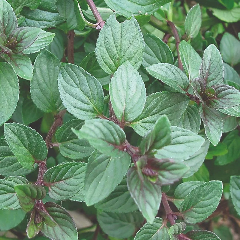 Chocolate Mint Plant Set - Live Culinary Herb - High Yield Outdoor Planting