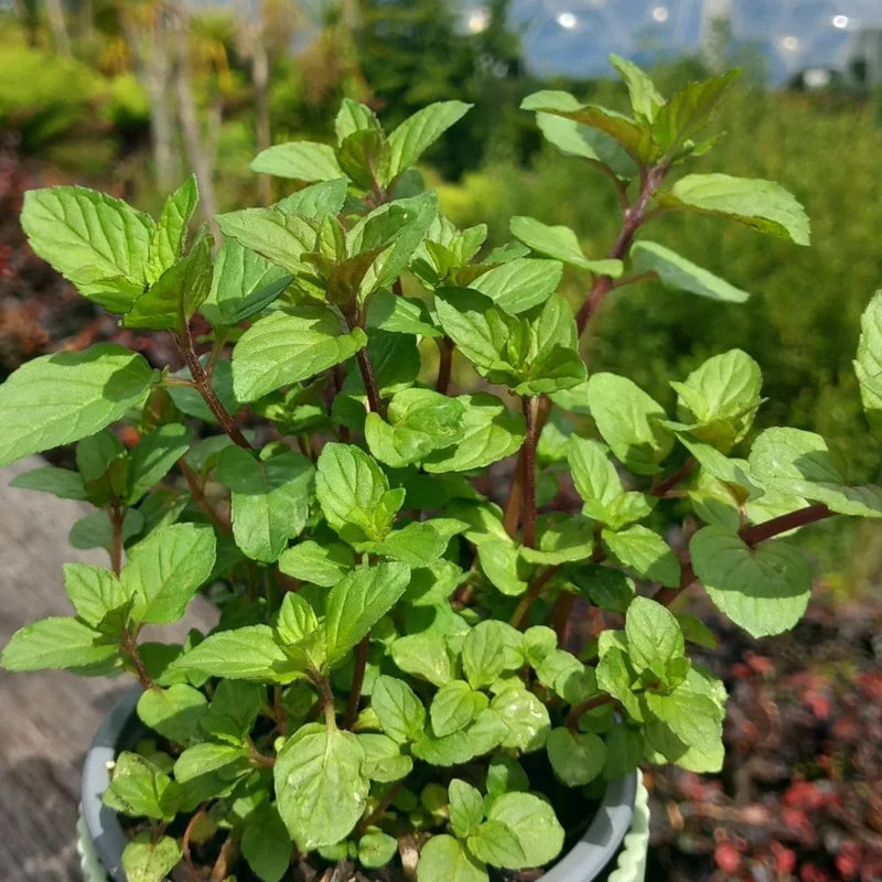 3 Pack Chocolate Mint Plants Live Herbs - Starter Plants 4-6 Inch