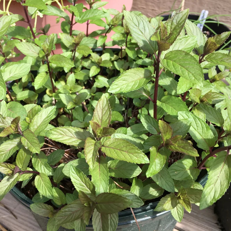 3 Pack Chocolate Mint Plants Live Herbs - Starter Plants 4-6 Inch