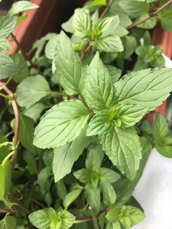 Chocolate Mint Plants - Set of 3 Live Herb Plants for Outdoor Growing