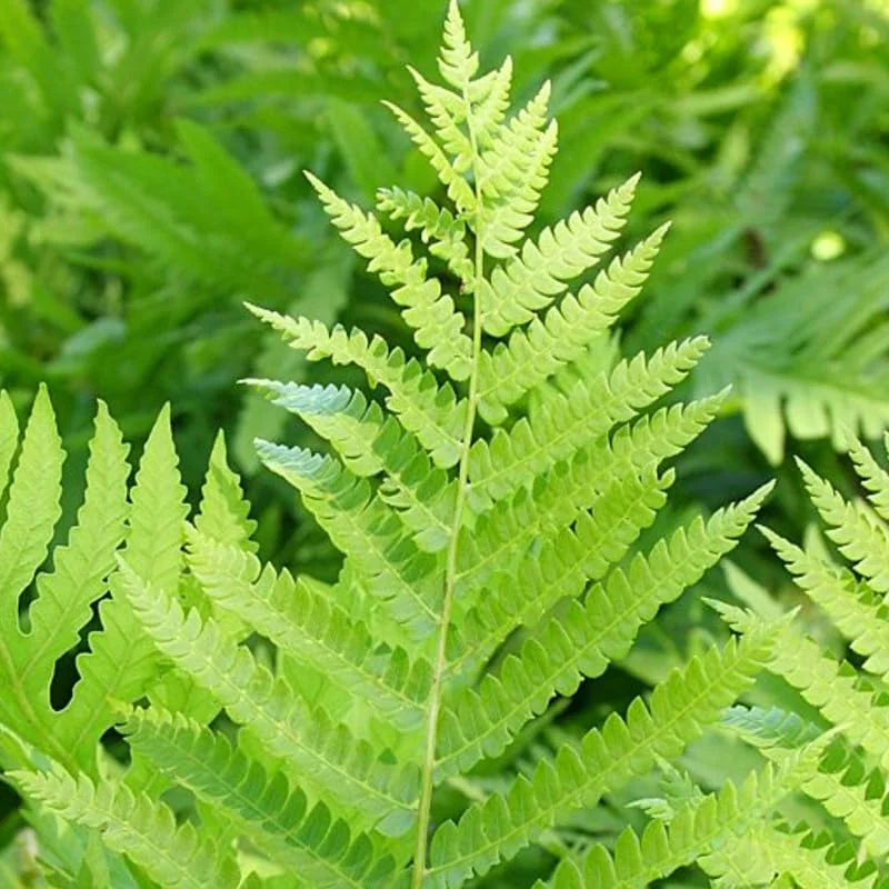 Cinnamon Fern Plants Live, 10 Bare Roots, 4-7 Inches, Indoor/Outdoor