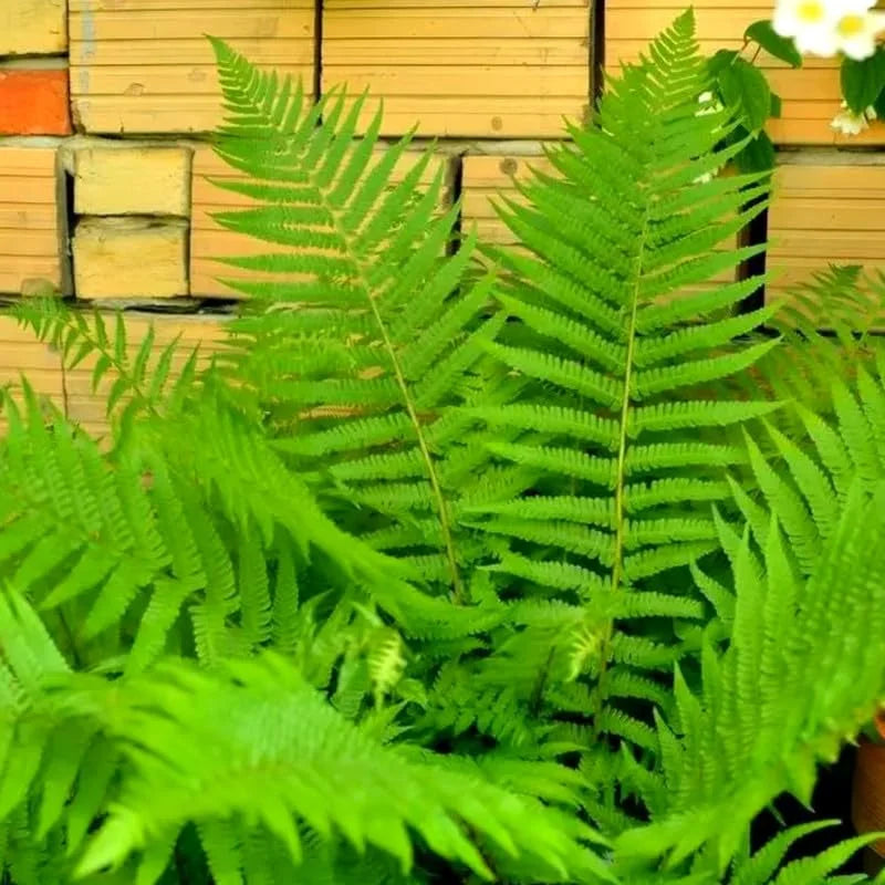 Cinnamon Fern Plants Live: 20 Bare Roots, 4-7 Inches Tall Fern Plants