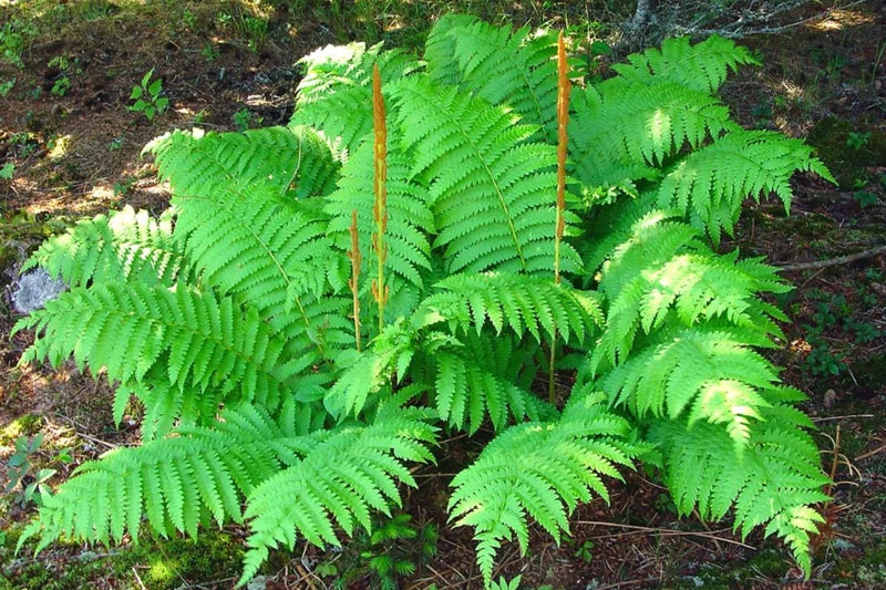 Cinnamon Fern Plants Live, 10 Bare Roots, 4-7 Inches, Indoor/Outdoor
