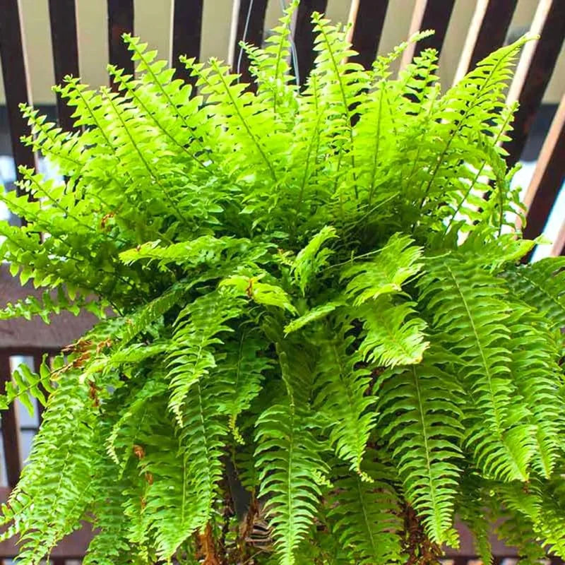 Cinnamon Fern Plants Live: 20 Bare Roots, 4-7 Inches Tall Fern Plants