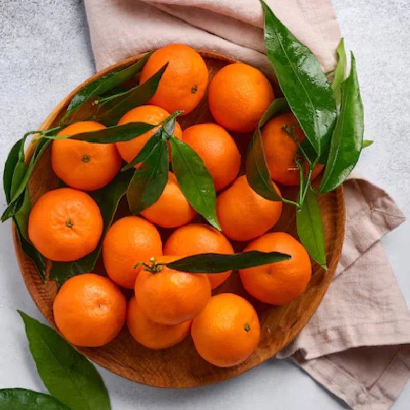 Clementine Trees for Planting Potted Citrus Plant 2 to 3 Ft Indoor Outdoor No Shipping to CA