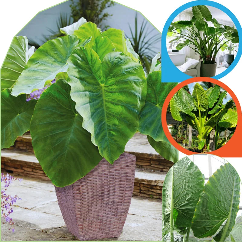 2 Colocasia Live Plants - Elephant Ear, 4-6" Tall, Indoor Outdoor