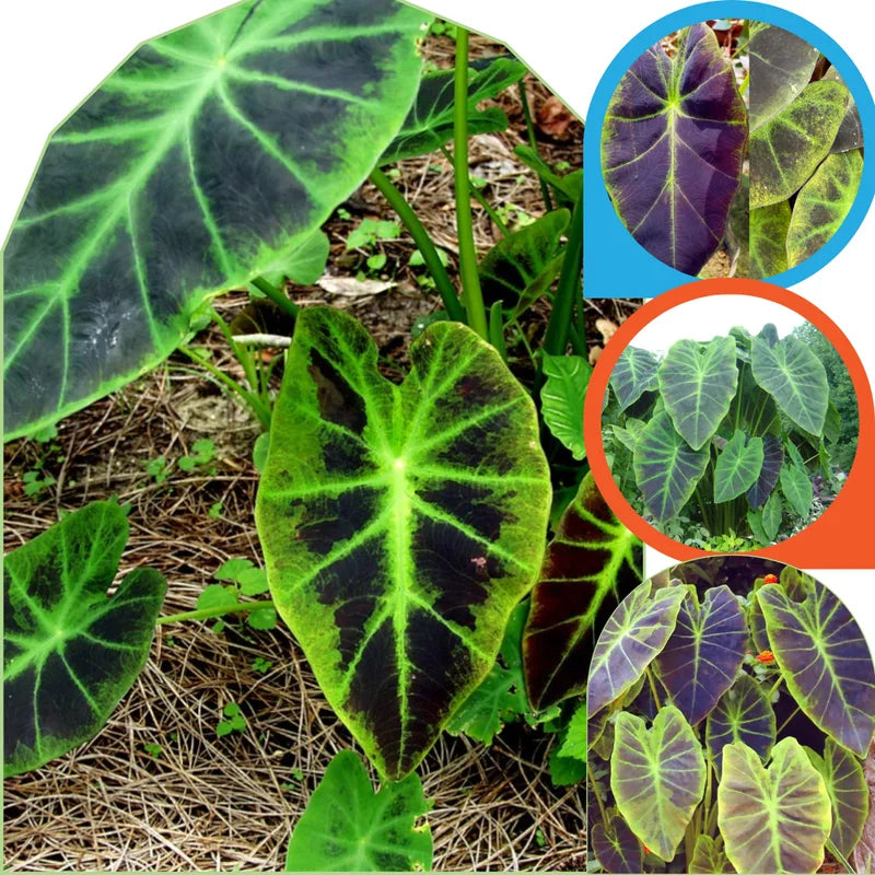 2 Colocasia Live Plants - Elephant Ear, 4-6" Tall, Indoor Outdoor