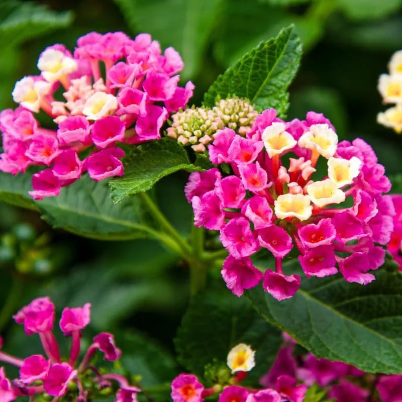 Lantana Plants 2-Pack, 4-Inch Pots, Colorful Outdoor Fragrant Flowers