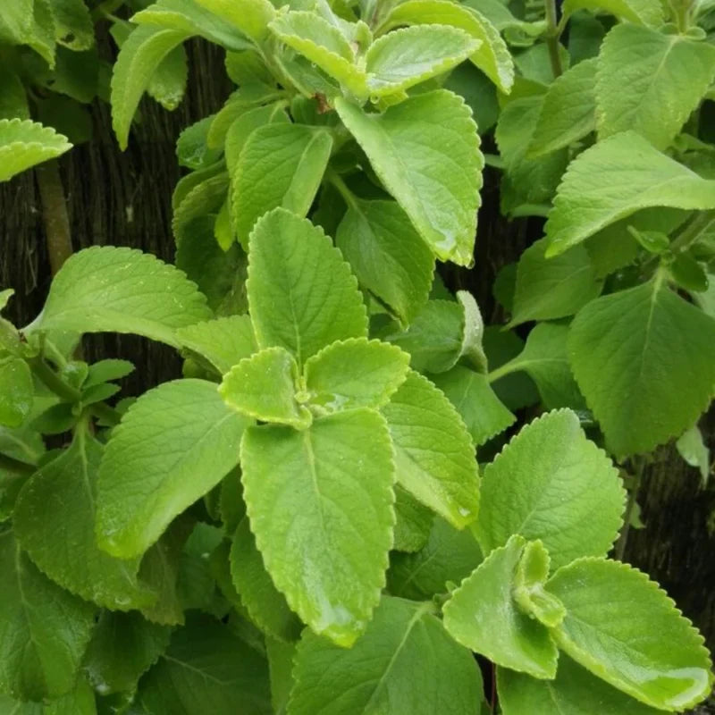 Common Oregano Plants - Live Culinary Herb - 4-6 Inch - Aromatic