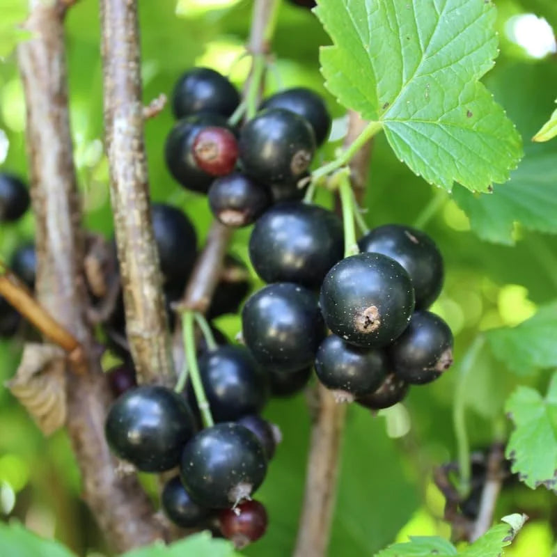Consort Black Currant Plant Live - 1-2 Year Bareroot Currant Bush for Fruit Production
