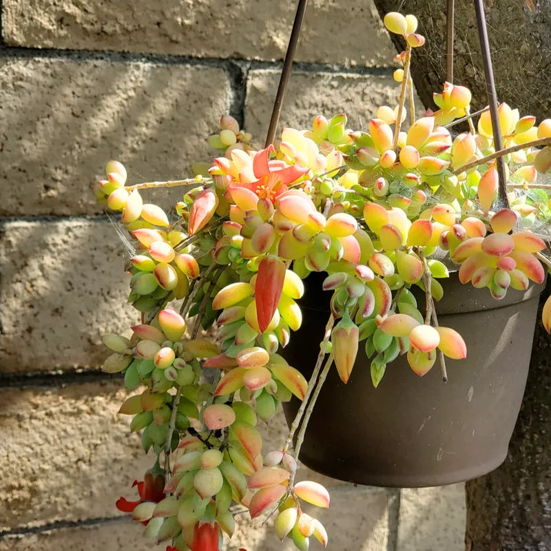 Cotyledon Pendens Succulent Live Plant - 2 Inch Pot - Hanging Easy-Care
