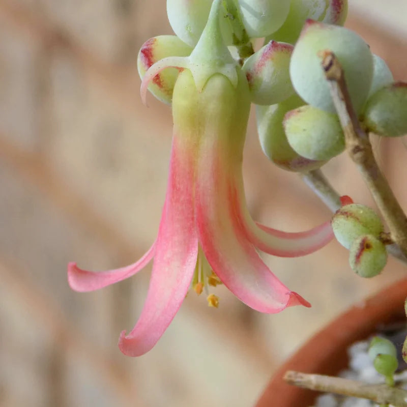 Cotyledon Pendens Succulent Live Plant - Trailing Variety in 4 Inch Pot
