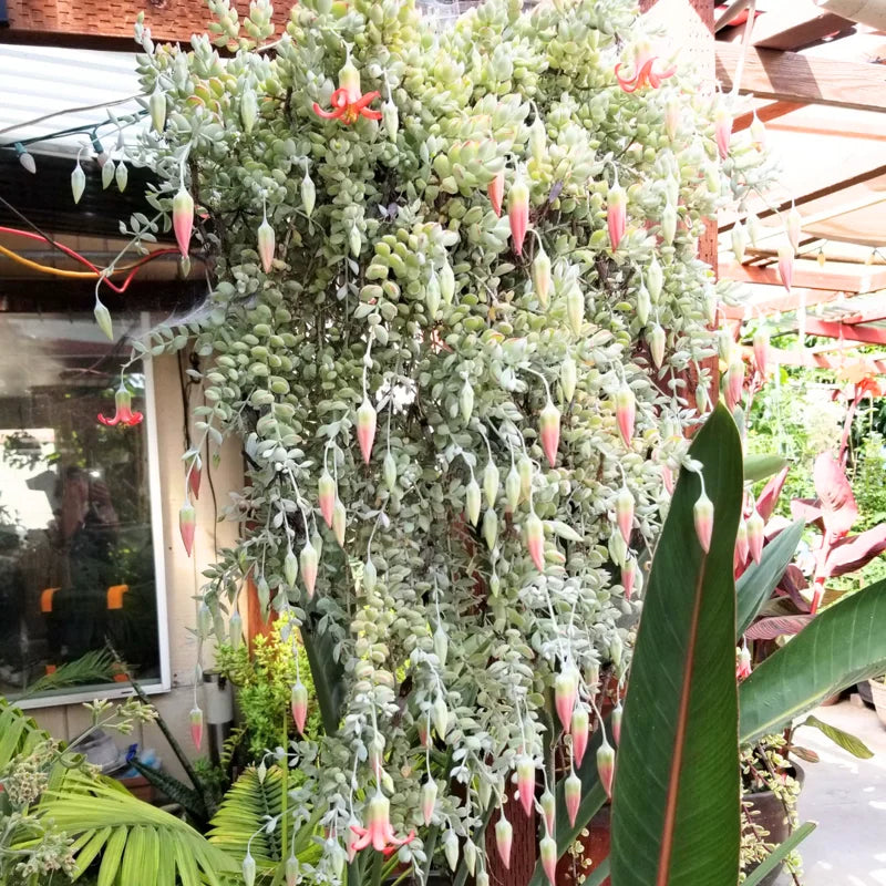 Cotyledon Pendens Succulent Live Plant - Trailing Variety in 4 Inch Pot