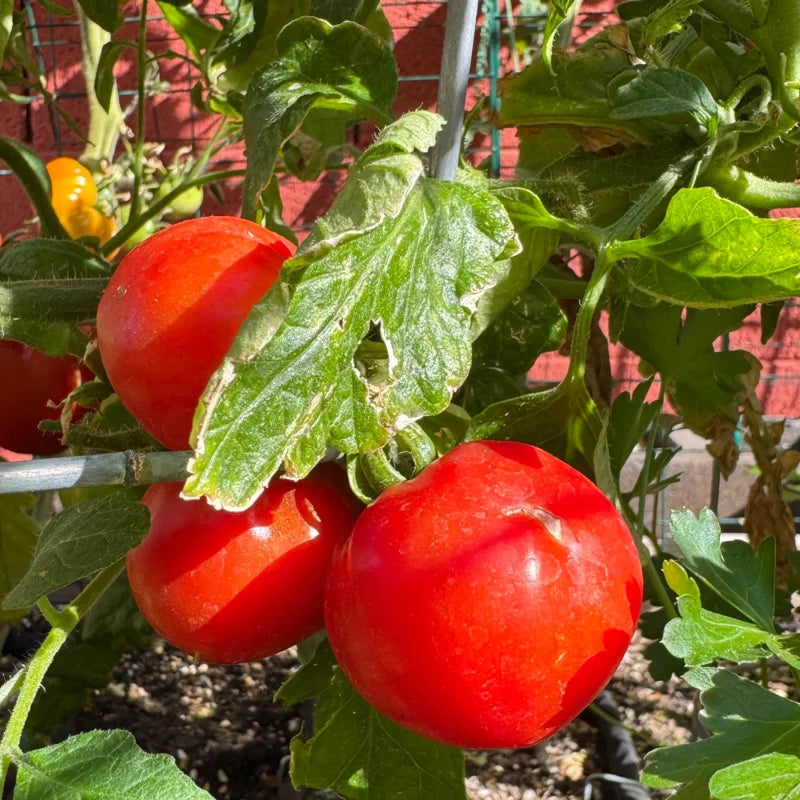 Creole Tomato Plant - Vegetable Plant - 2.5" Pot - Garden Ready