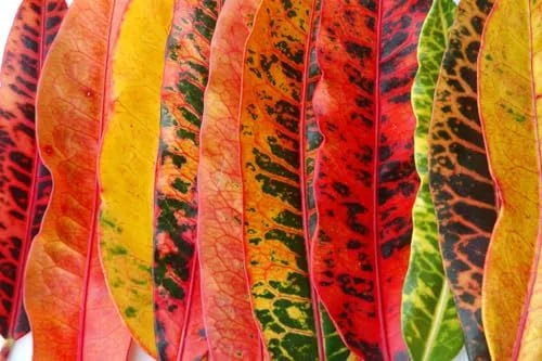 Croton Plant Live - 4 Inch Potted House Plant for Garden Decor