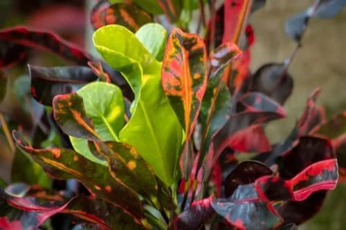 Croton Plant Live - 4 Inch Potted House Plant for Garden Decor