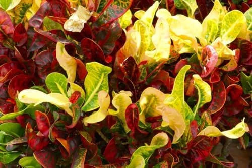 Croton Plant Live - 4 Inch Potted House Plant for Garden Decor