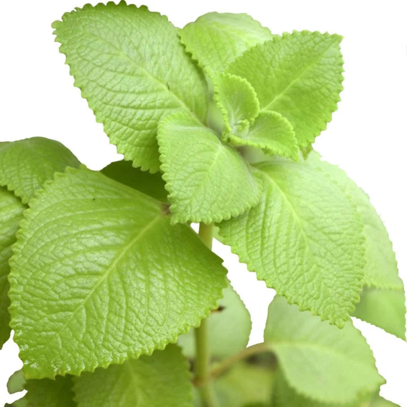 4 Pack Cuban Oregano Plants Live, Oregano Herb Plants 4-6 Inches Tall - Well-Rooted