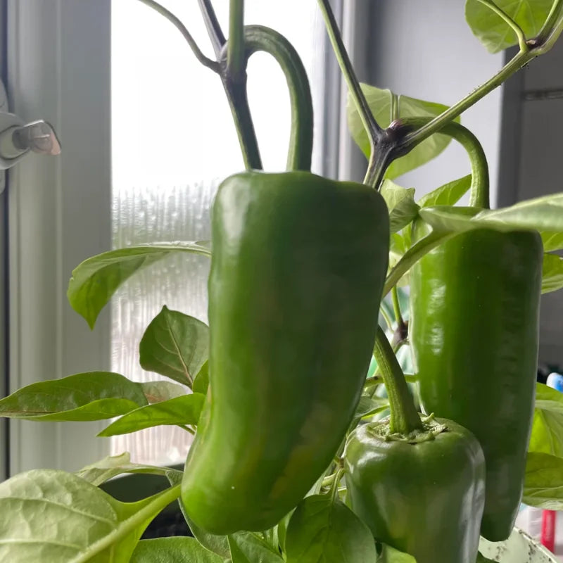 Cubanelle Sweet Pepper Plant - Vegetable Plant - 2.5 Inch Pot - Garden Ready