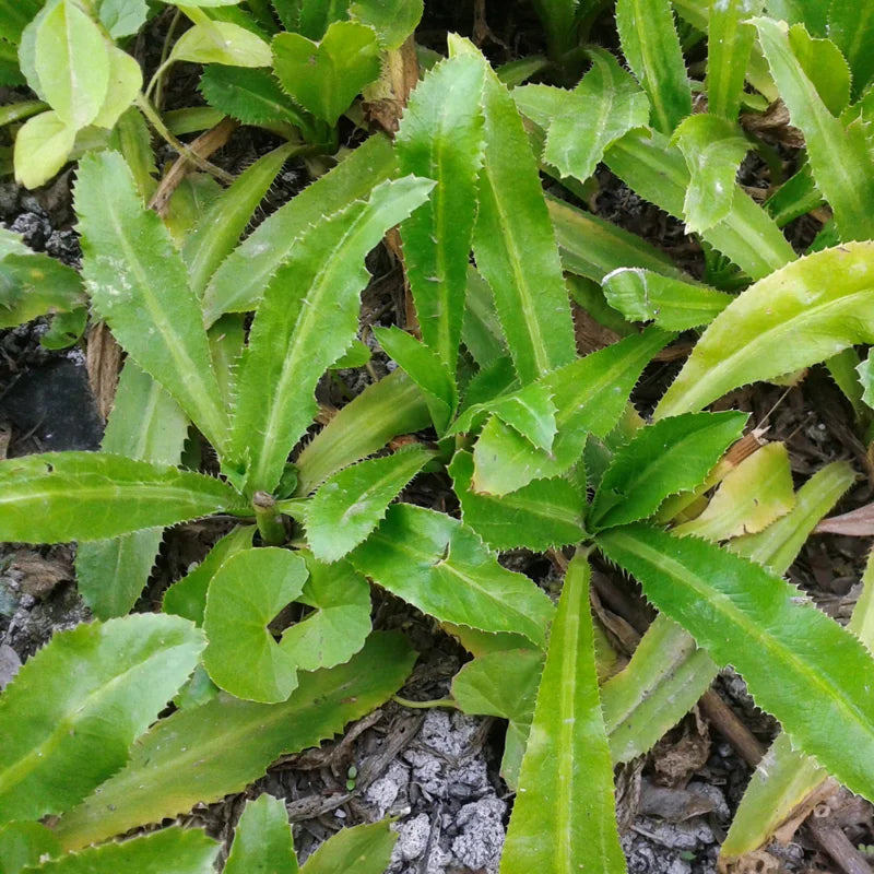 Culantro Seeds - 1000 Recao Cilantro Vegetable Seeds for Garden Growing