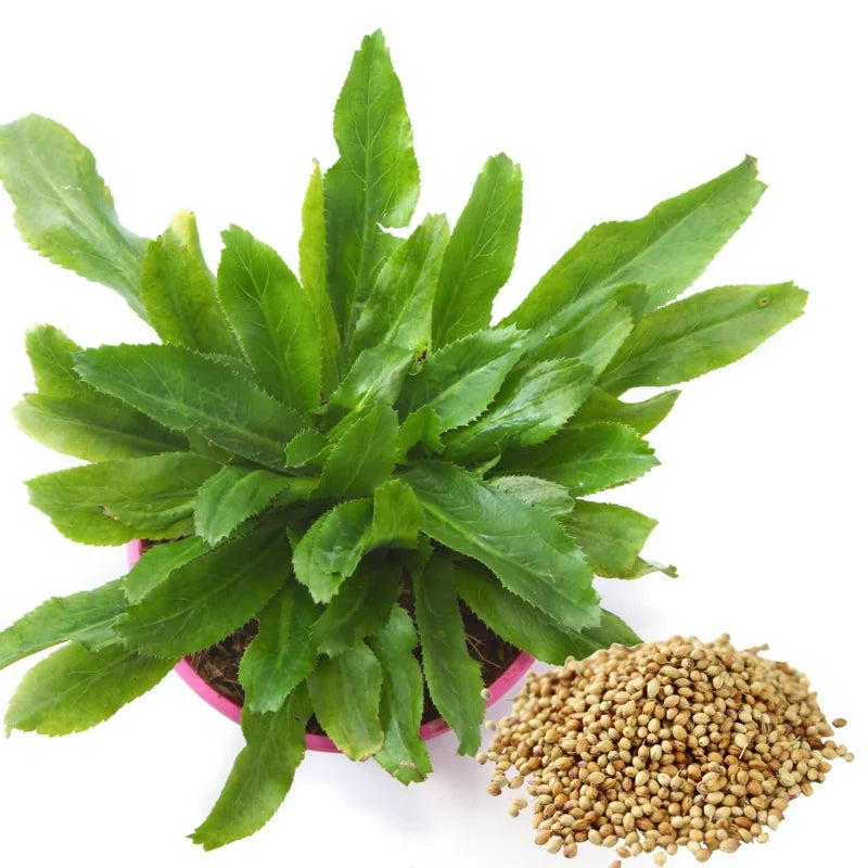 500 Culantro Seeds - Herb Seeds for Cooking