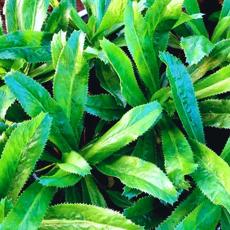 500 Culantro Seeds - Herb Seeds for Cooking