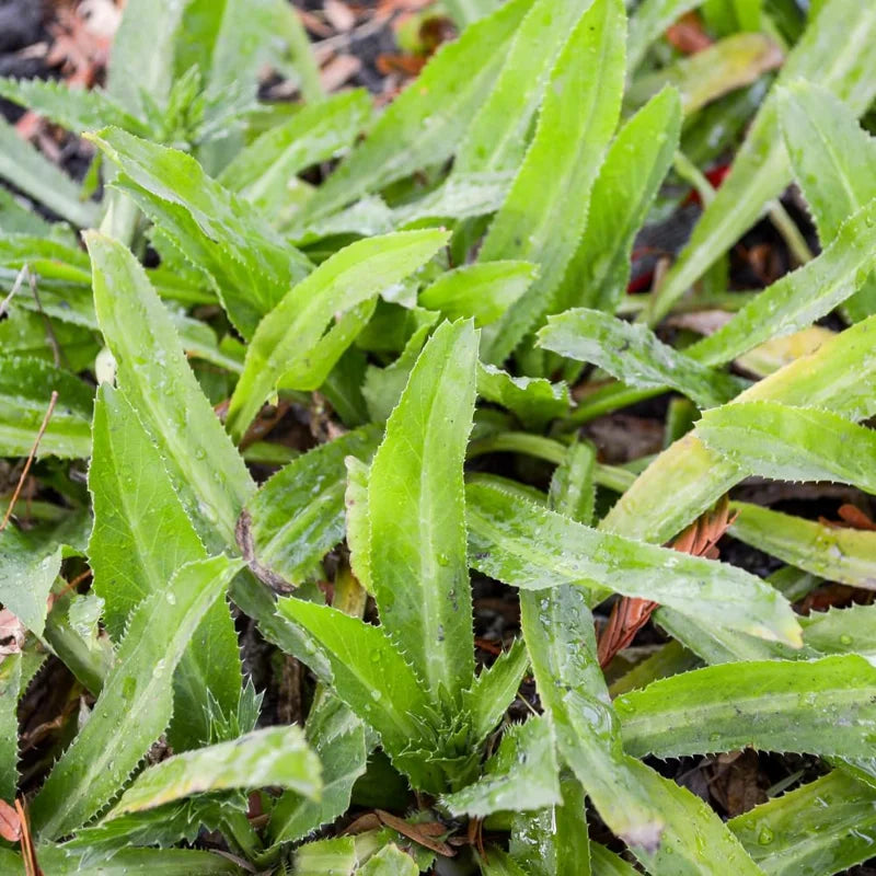 500 Culantro Seeds - Herb Seeds for Cooking