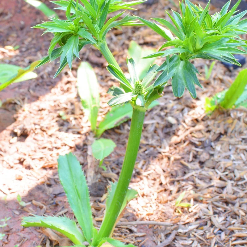 500 Culantro Seeds for Planting - Recao Cilantro Seeds - Garden Vegetable