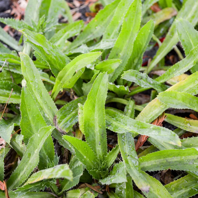 500 Culantro Seeds for Planting - Recao Cilantro Seeds - Garden Vegetable