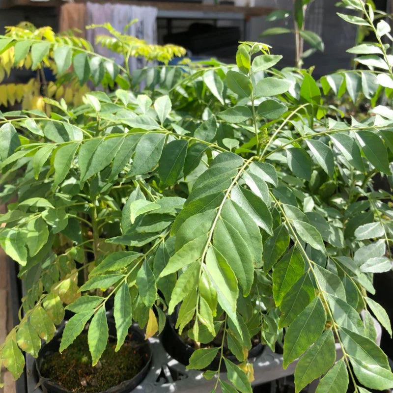 Curry Leaf Plant Live, Murraya Koenigii Sweet Neem Tree - 4-6 Inch Plant for Planting