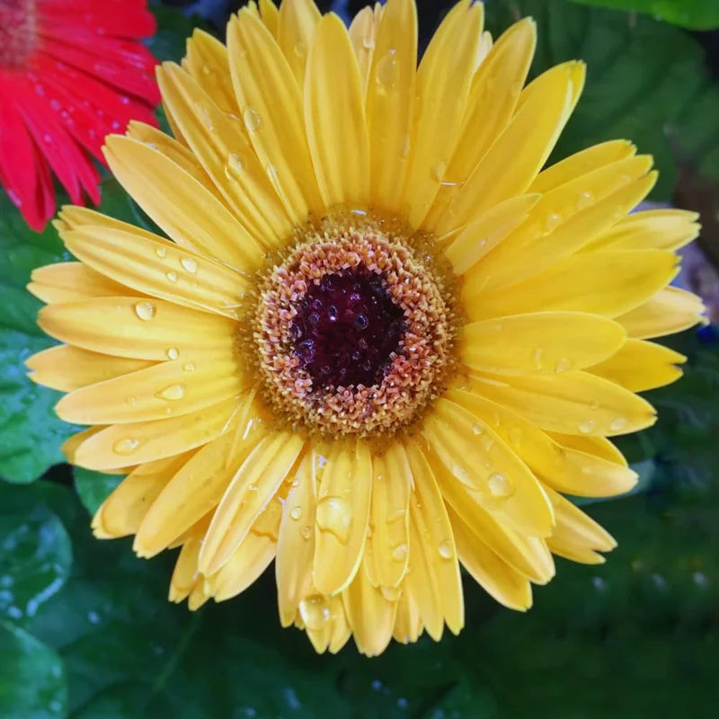 Daisy Plants - 2 Yellow Gerbera Daisy Live Plants 4-6 Inches - No Pot