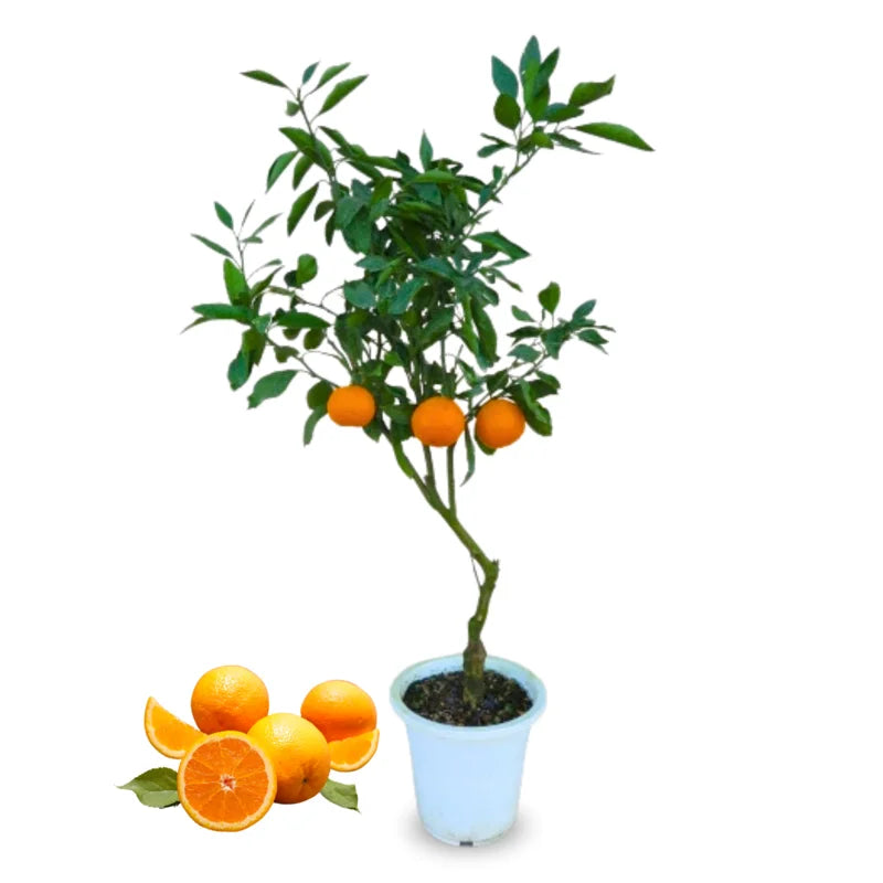 Dancy Tangerine Tree Live Plant 2-3 Feet Tall 1 Gallon Pot No Shipping to CA