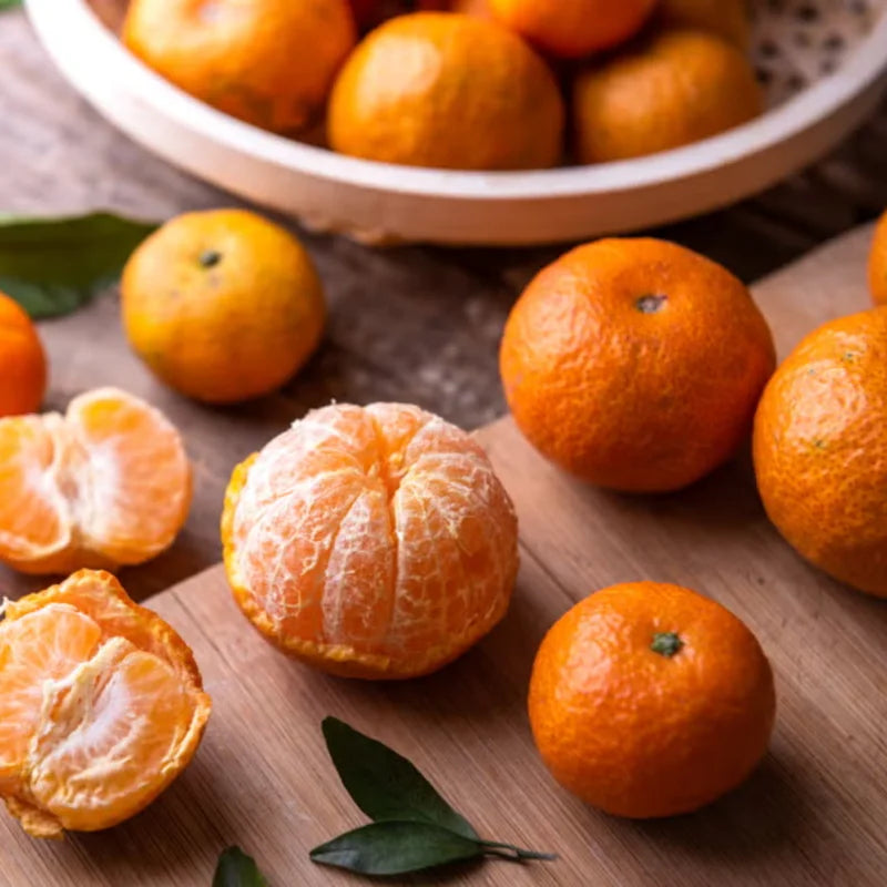 Tangerine Trees Potted Dancy Mandarin 2-3 Ft Indoor Outdoor No Shipping to CA