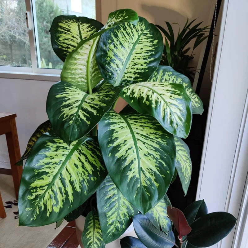 Dieffenbachia Plant Live Indoor Houseplant - 7 Inch Bareroot - Easy Care