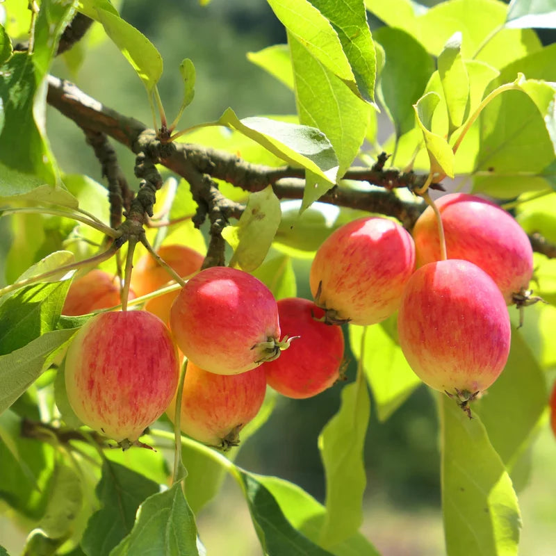 Dolgo Crabapple Live Plant - 24-32 Inch Potted Flowering Fruit Starter Tree for Garden