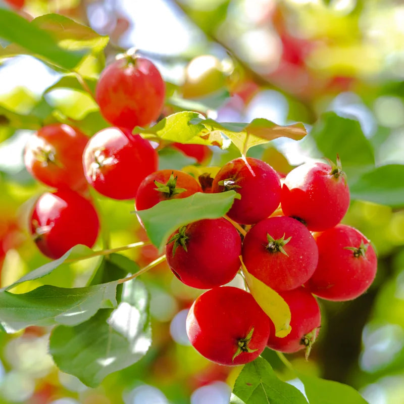 Dolgo Crabapple Live Plant - 24-32 Inch Potted Flowering Fruit Starter Tree for Garden