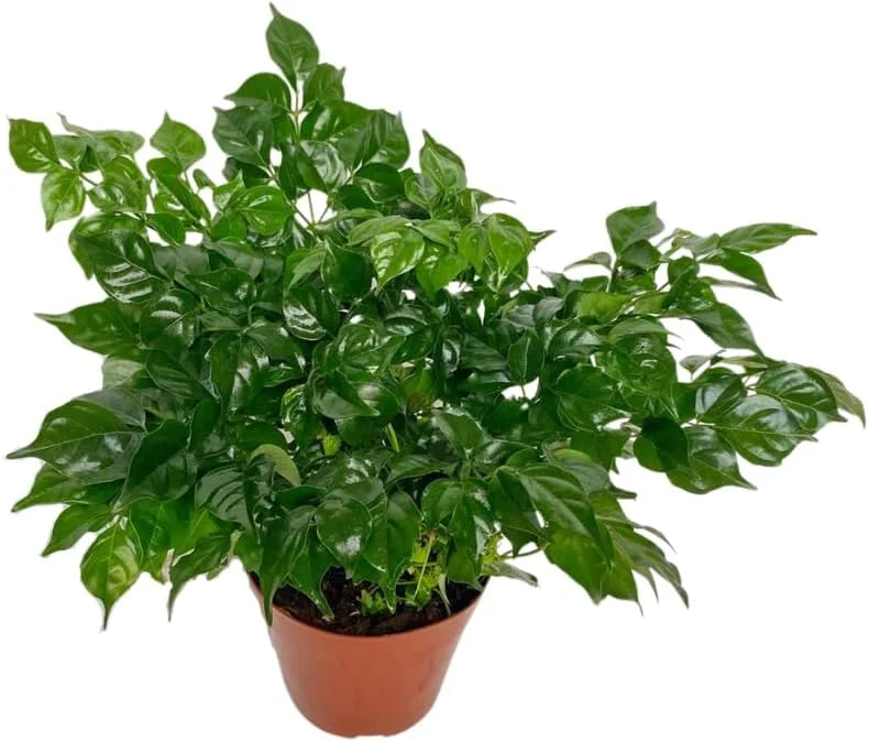 Doll Plant 4 Inch Pot - Live Houseplant for Indoor Gardening