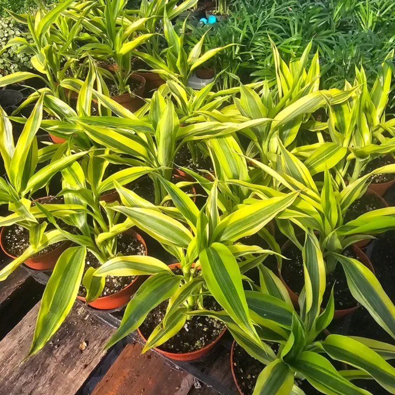 Gold Dracaena Sanderiana Live Plant 4 Inch Pot Variegated Houseplant