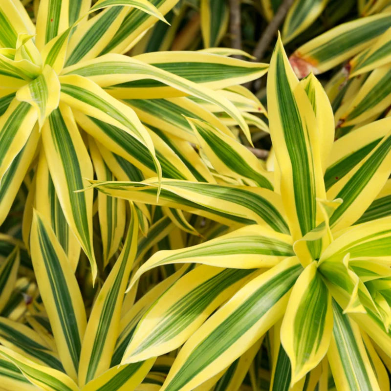 Gold Dracaena Sanderiana Live Plant 4 Inch Pot Variegated Houseplant