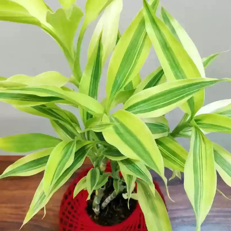 Dracaena Sanderiana Gold Plant Live - 4 Inch Pot - Houseplant