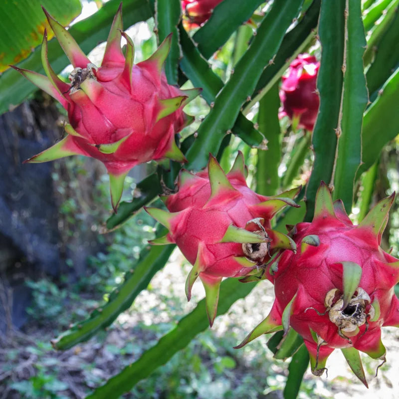 Dragon Fruit Cuttings Pack - Purple &amp; White Live Cuttings 8-10 Inches - Gardening