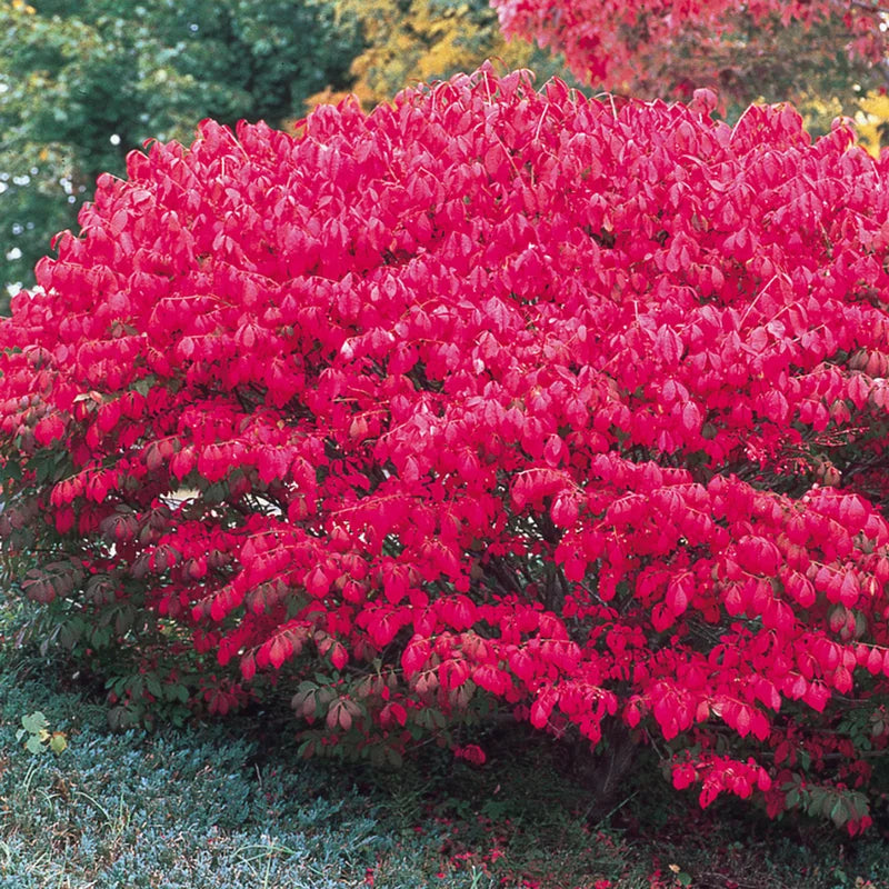 10 Dwarf Burning Bush Bare Root Plants, Hardy Burning Shrubs for Planting Outdoor