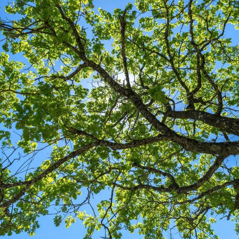 Chinkapin Oak Tree Live Plant 14-18 Inches - Rooted Oak Seedling